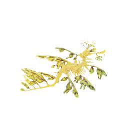 Leafy Sea Dragon 3D model